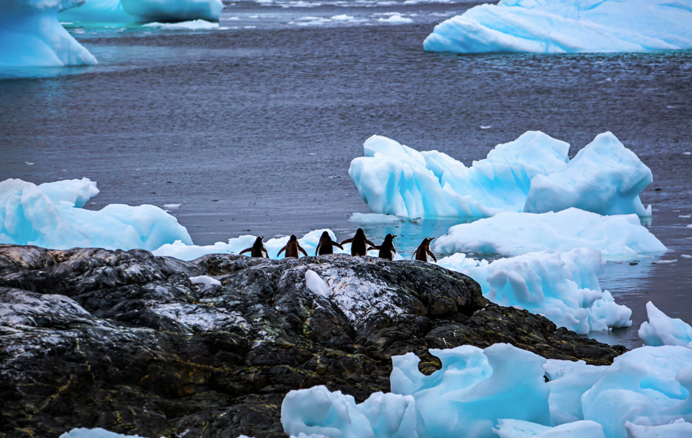 The Glacier and Penguins