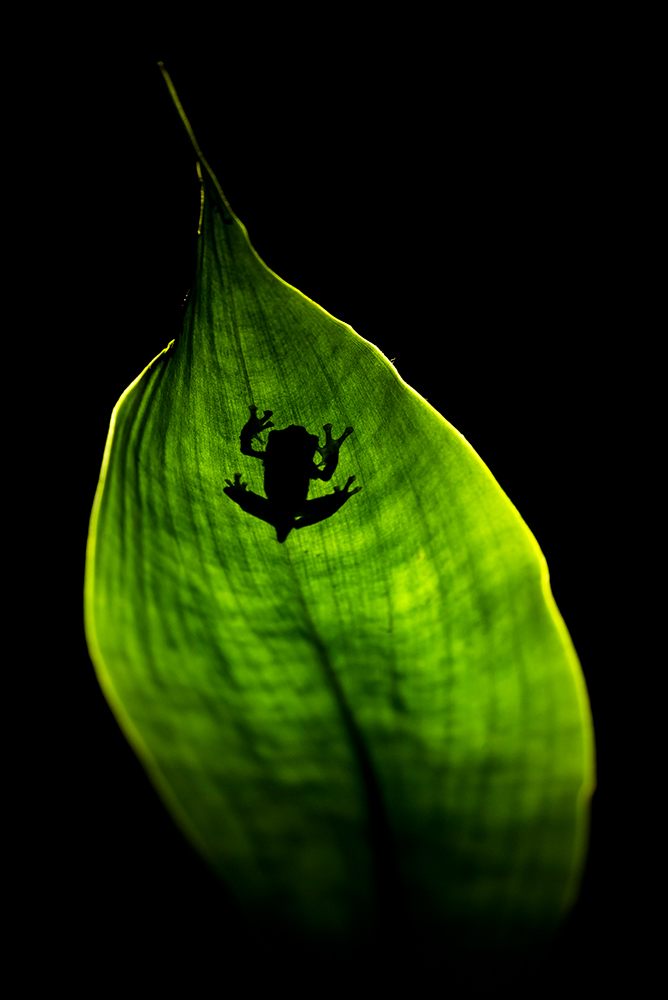 Frog shadow at night in the Gunung Leuser Nationalpark, Indonesia.