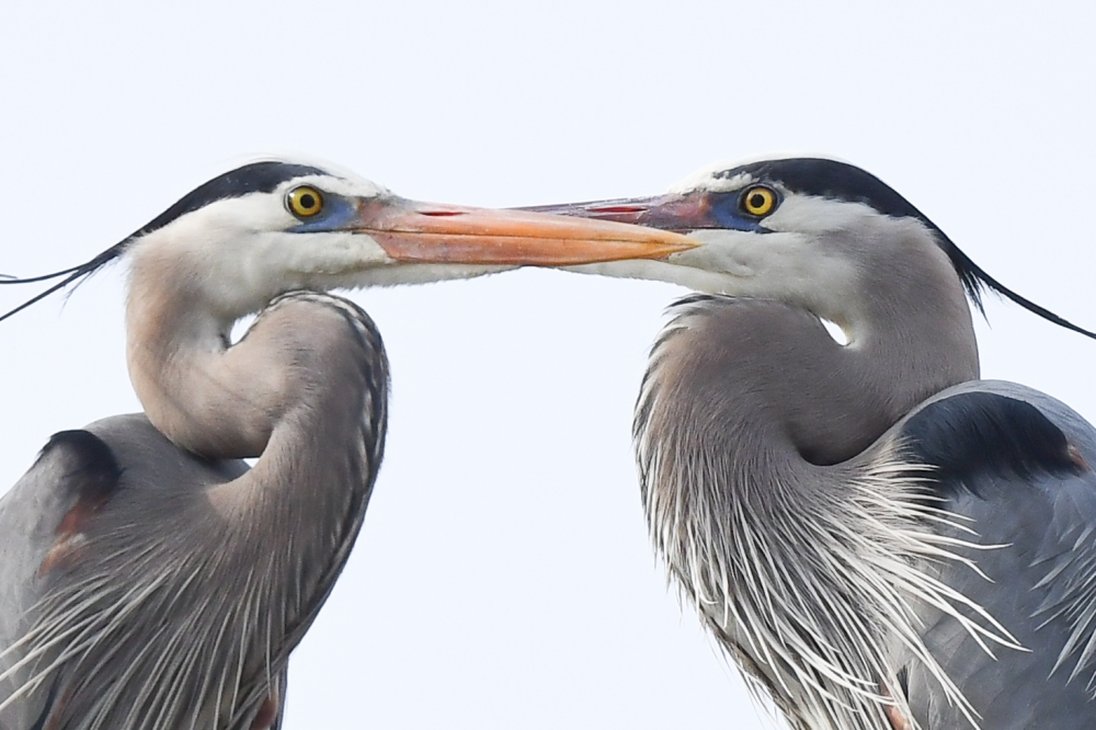 Courting Great Blue Herons