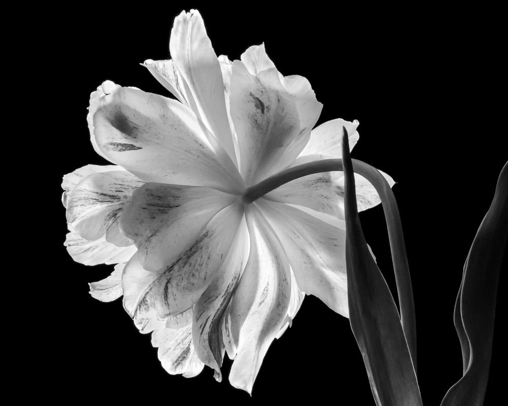 Studio Flora/A Series of varied flora studies in black and white.