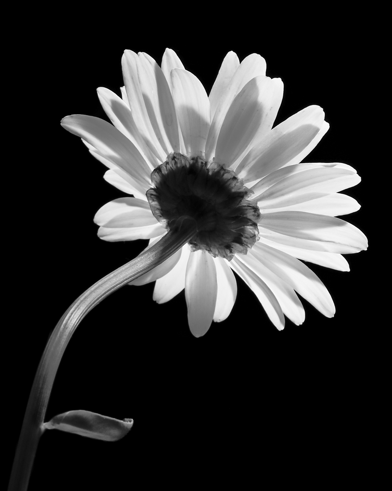 Studio Flora/A Series of varied flora studies in black and white.
