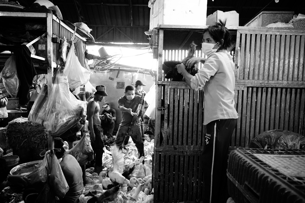 Chicken Market in Phnom Penh, Cambodia