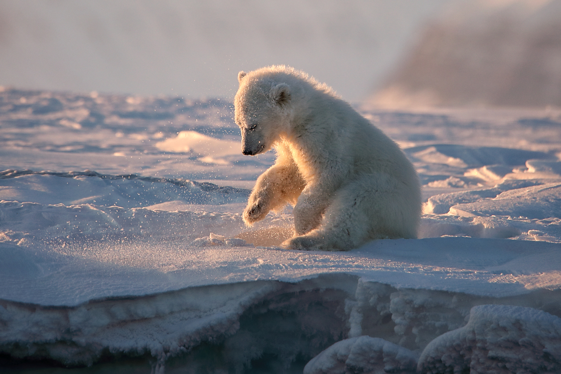 white bears of Svalbard