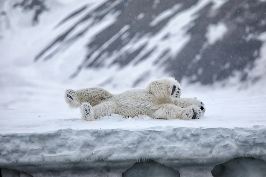 white bears of Svalbard