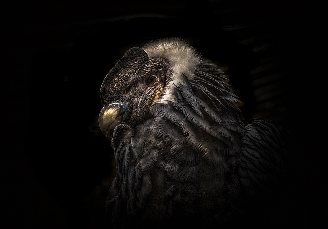 Portrait of a Condor