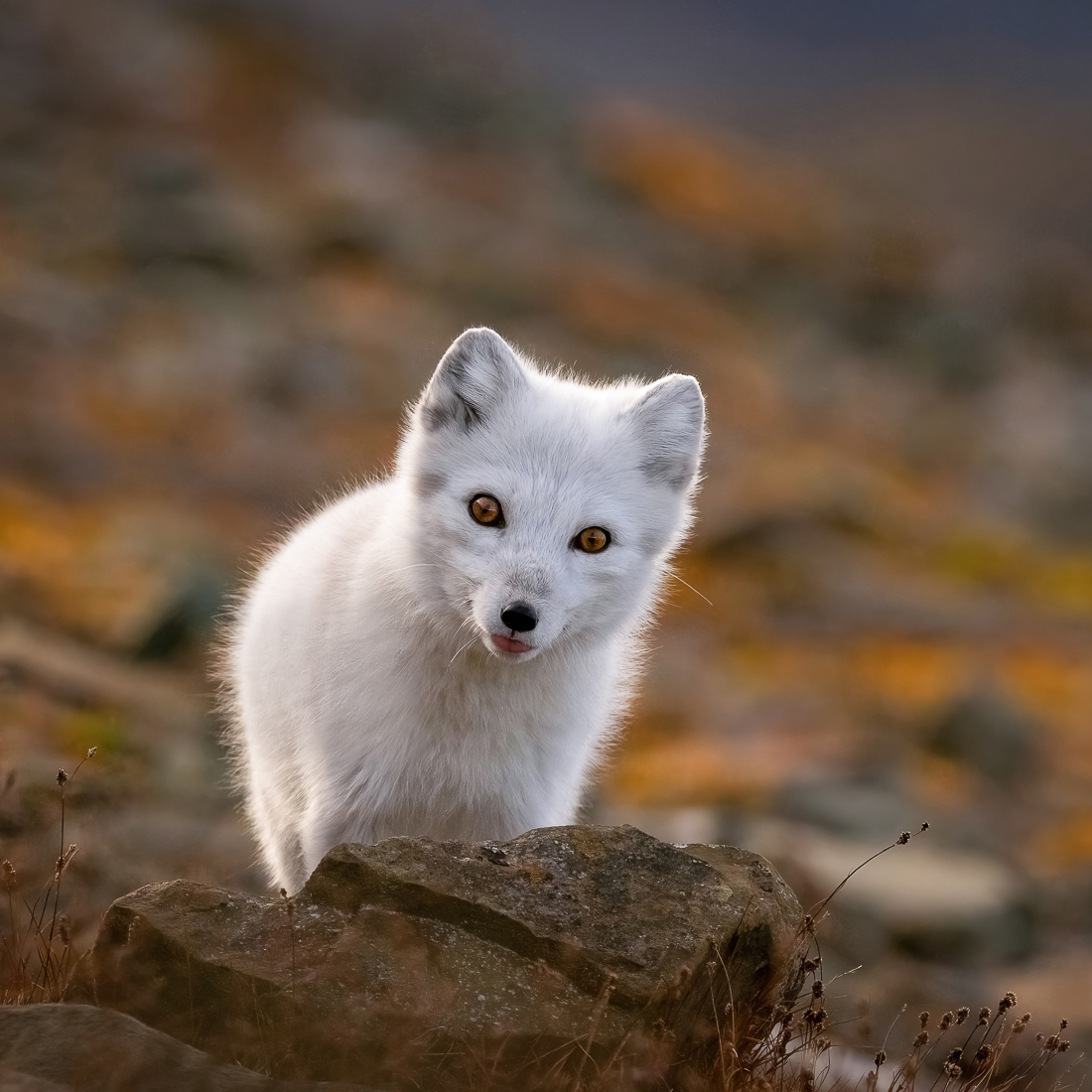 Eye to eye with arctic foxes