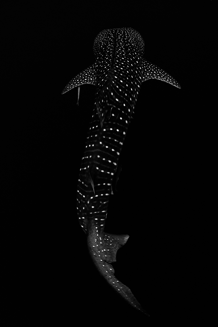 Whale Shark Constellation