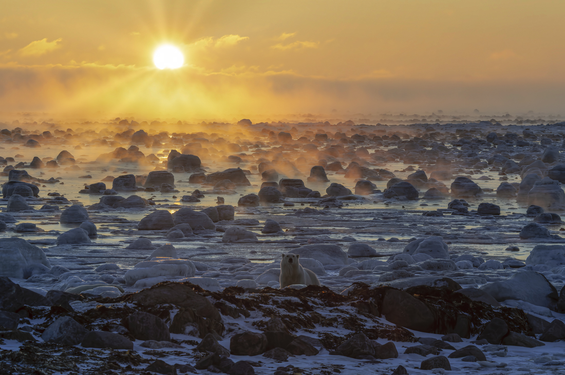 Polar Bear Sunrise