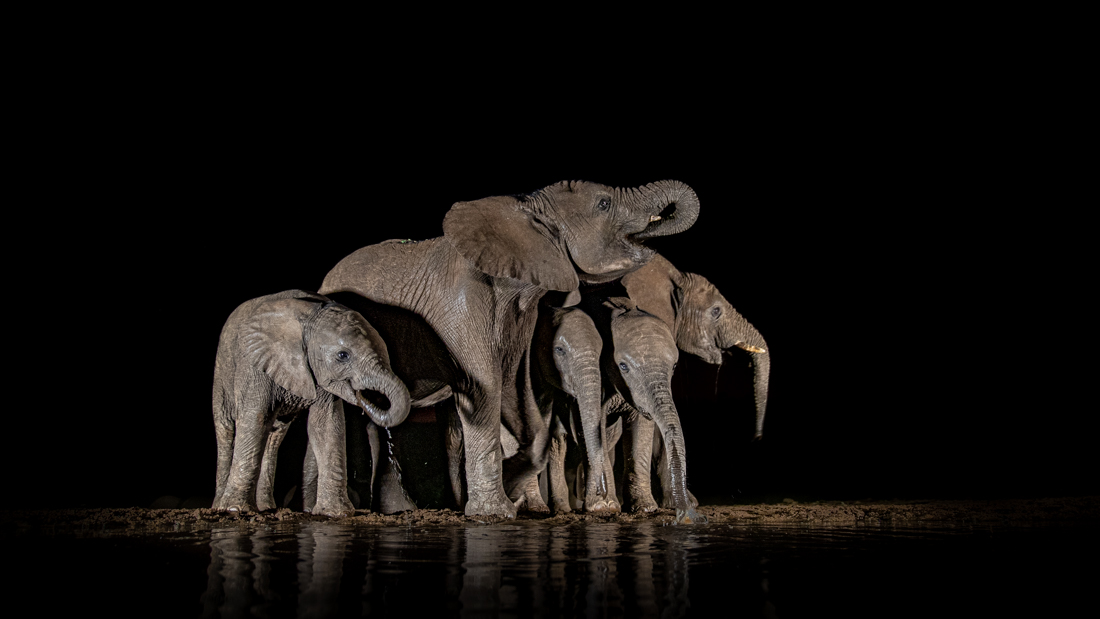 Group of elephants at the waterhole