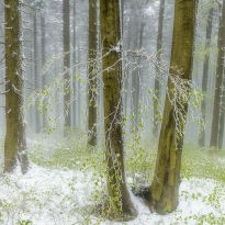 Spring snow in the forest