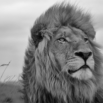 A portrait from the wilderness in black&white