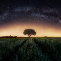 Milky way over lonely tree
