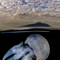 Jellyfish under the Vesuvio