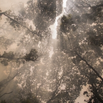 Forest fire, Iguaque National Park.