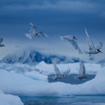 Polar Birds