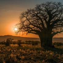 Old baobab at sunset