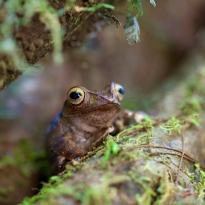 Boophis madagascariensis frog