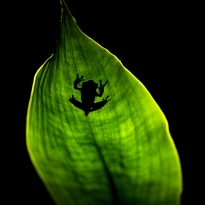Frog shadow at night in the Gunung Leuser Nationalpark, Indonesia.