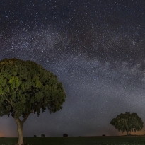 Milky Way over the holm oak meadow