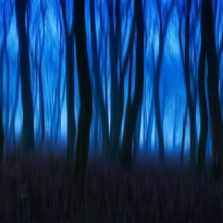 Blue Forest 