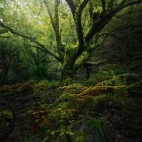 GREEN FOREST