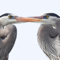 Courting Great Blue Herons