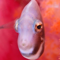 The Front Face Of The Juvenile Filefish