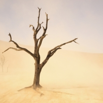 Sossusvlei Sandstorm 