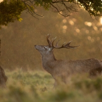 Dawn with the Red Deer