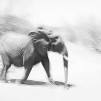 Elephant Flight