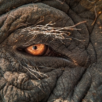 Eye of the Elephant 