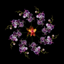An Orchid Mosaic