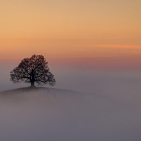LONELY TREE IN THE FOG