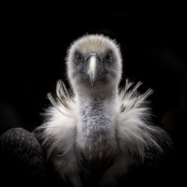 The softer side of the Griffin Vulture