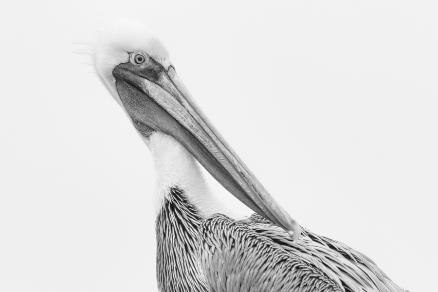 Pelican Portrait