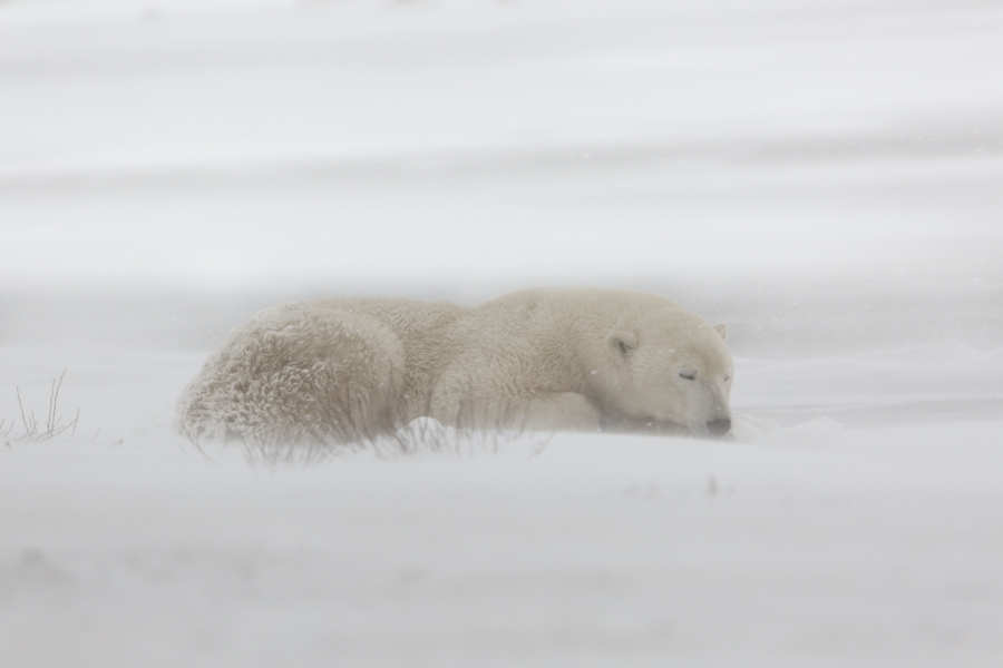 Sleeping Bear