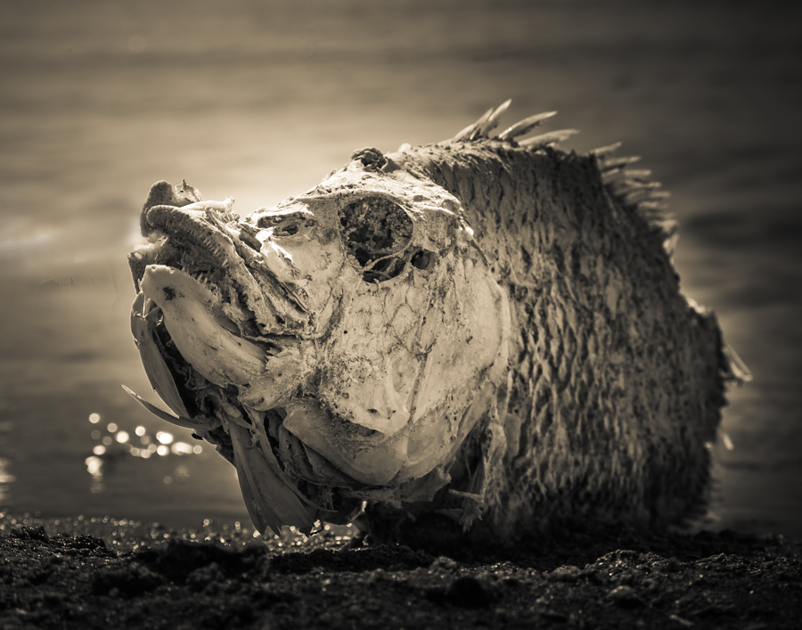 Mummfied fish of the Salton Sea