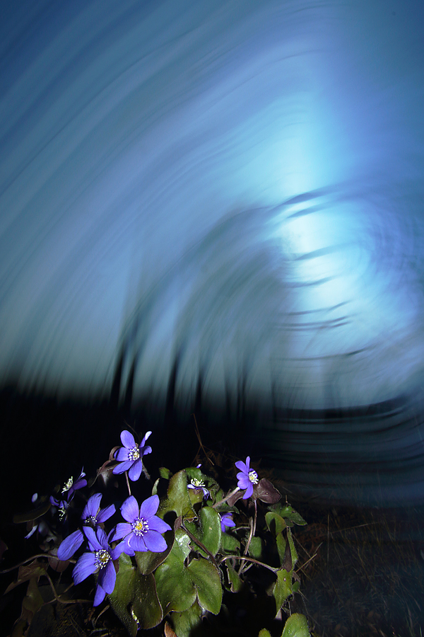 NR 1 Blue anemone