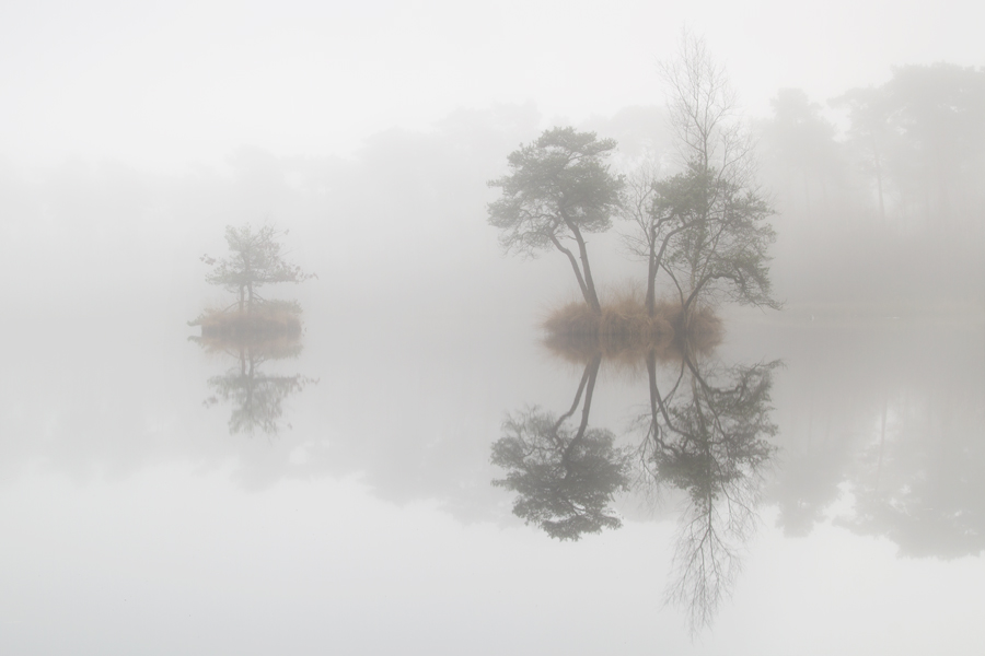 Mystical fens of Nothern Brabant (Province of the Netherlands)