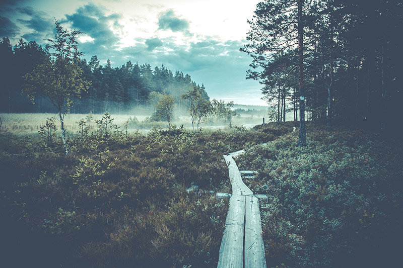 Morning mist at Teijo nationalpark in Finland