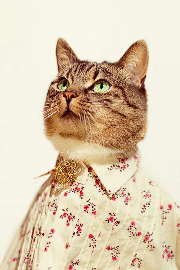 Cat Couture