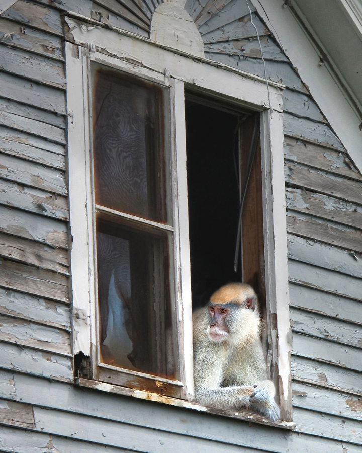 Squatters Rights - Primates Move In