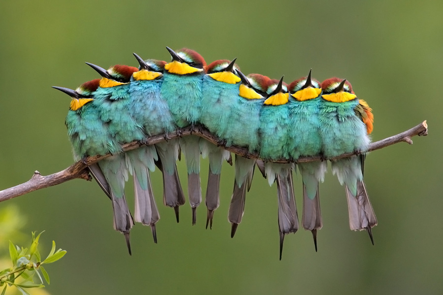 Bird catterpillar