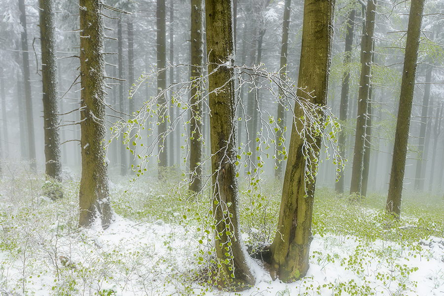 Spring snow in the forest