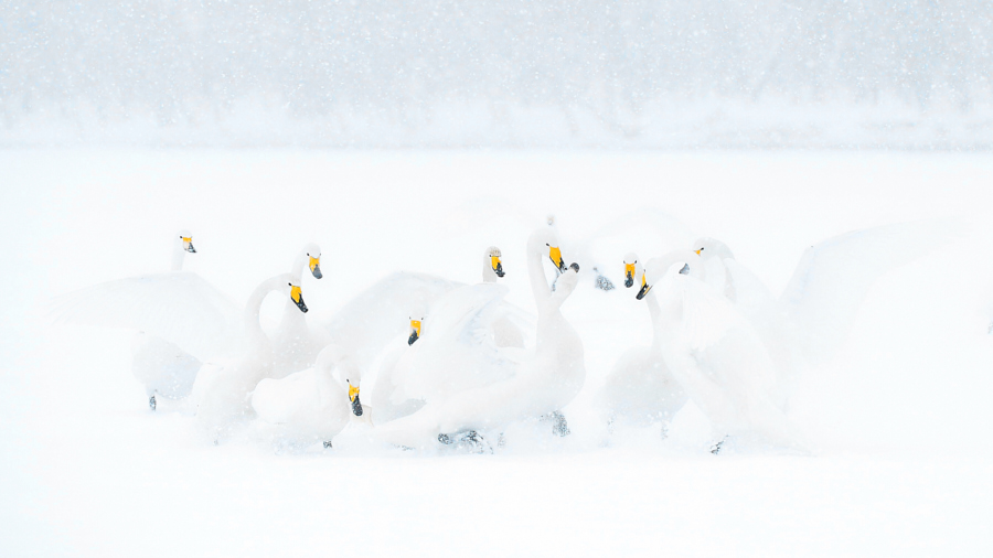 Winter wildlife of japan