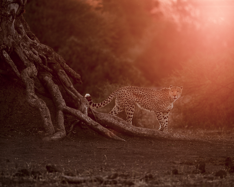 Golden Cheetah