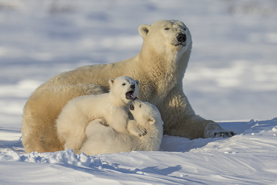 Mother and Cubs