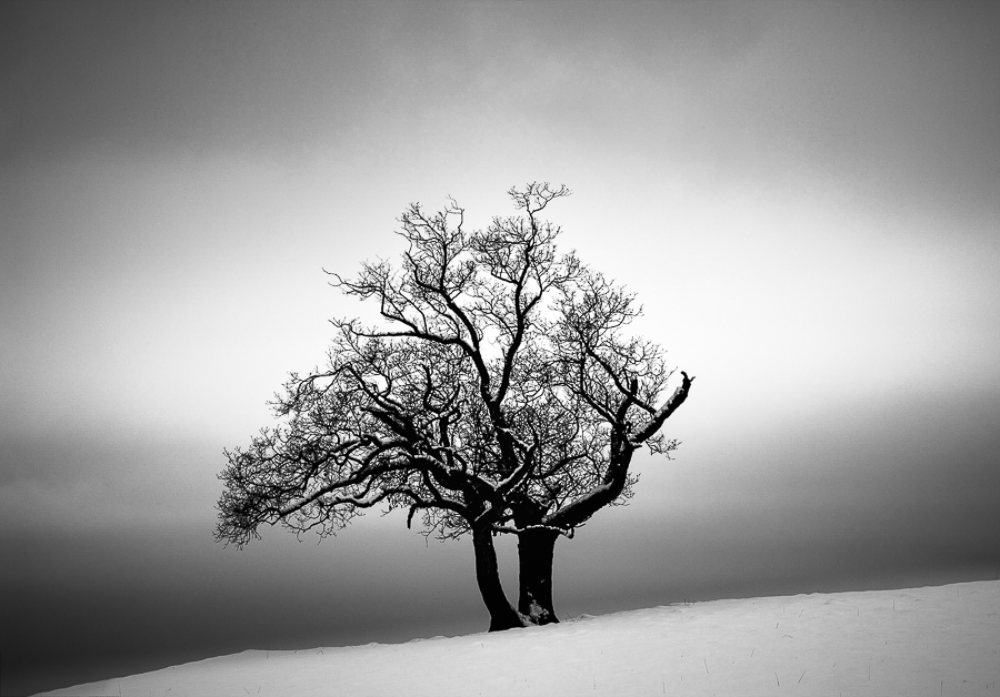 Winter Trees 