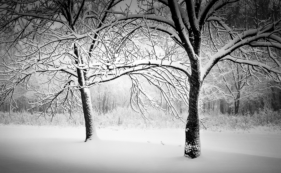 Winter Trees 