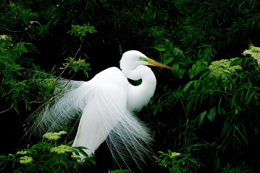 Egrets in Full Plumage